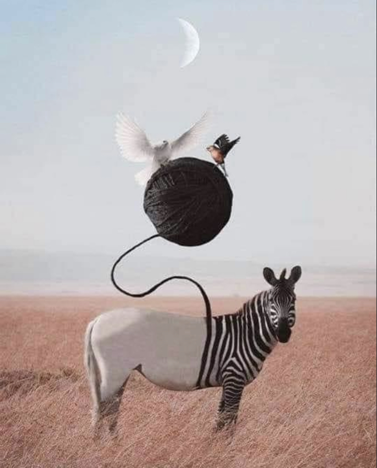 Hypnose Annecy Zebre imaginaire